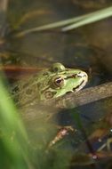 picture of the toad frog in a water