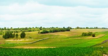 beautiful green fields in the village
