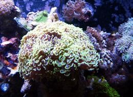 underwater coral