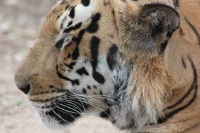 portrait of a bengal tiger