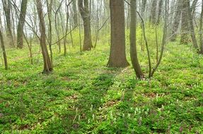 green grass in the spring forest, czech, bohemia