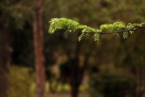 green branch in the forest on a blurred background