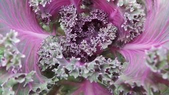 cabbage purple red