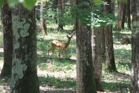 Beautiful and colorful deer among the trees in the forest in light