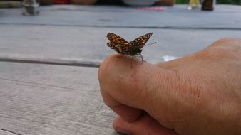 Beautiful colorful butterfly on the hand