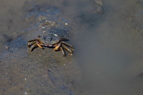 fiddler crabs in wet sand