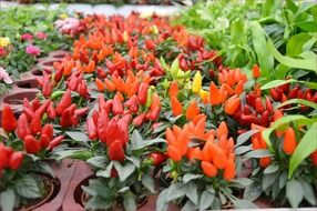 decorative peppers as a plants in mini pots
