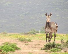 zebra mammal south africa