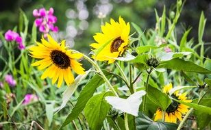 autumn mood in flowers