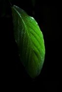 green leaf on black background