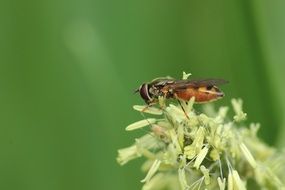 insect pollinating a plant in spring