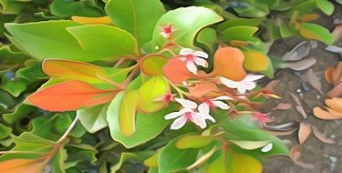 colorful flowers and leaves drawing