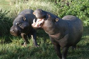 pair of hippopotamus in the wildlife