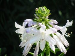 plant with white oblong flowers