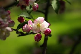 pink flowers on trees close up
