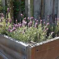 lavender flowers in the garden