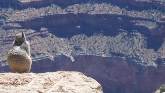 squirrel on a mountain in the grand canyon