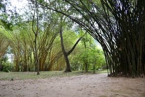 bamboo trees in sri lanka