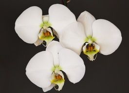 white orchid flowers on white background
