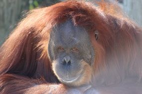 orange orangutan