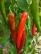 oblong peppers on bush