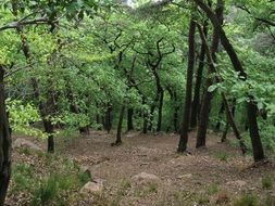 beautiful forest trees