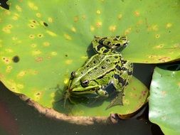 pond frog