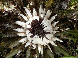 top view on a silver thistle flower with white petals