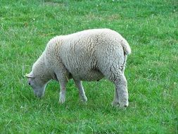 sheep on grass pasturing