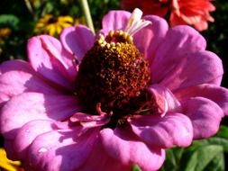 pink garden flower in the morning