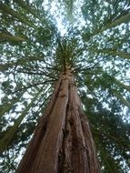 redwood in nature, low angle view