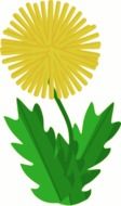 Drawing of a yellow dandelion with green leaves