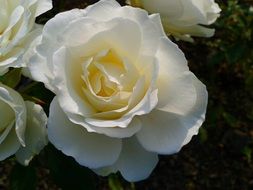 white roses in the garden closeup