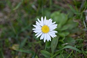 white daisy with yellow mid