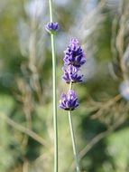 purple lavender flowers, macro