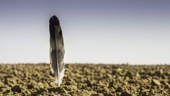 Feather of a bird on arable field