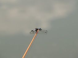 dragonfly on the end of the fishing pole