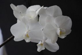 orchid flower blossom closeup