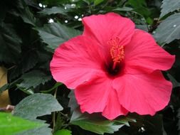 bright exotic hibiscus bud