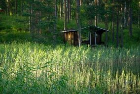 Beautiful wooden chalet among the colorful plants in Finland