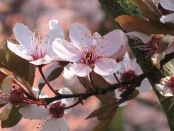 cherry blossom flowers closeup