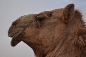 closeup camel head