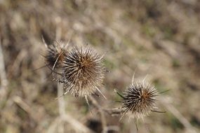 Dry plant nature flower