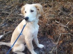 cute young golden retriever