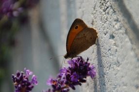 Butterfly among the flowers in the garden