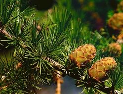 Cones on a tree