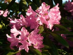 Azalea is a plant with pink flowers