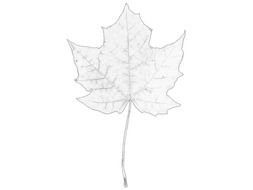 maple leaf, greyscale sketch