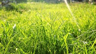 green grass view