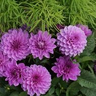 little purple dahlias in the garden